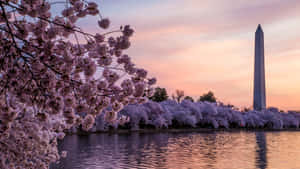 櫻花框住華盛頓紀念碑在日落時分，天空倒映在水面上。 — 櫻花 壁紙