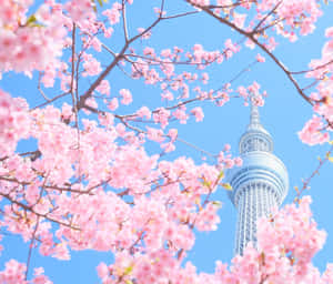 粉紅櫻花襯托著藍天下的東京晴空塔。 — 春天花朵 壁紙