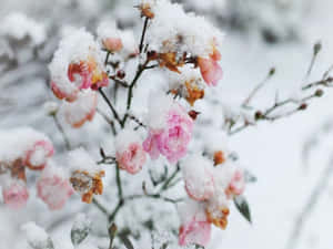 冬日花園場景中，被雪覆蓋的粉紅玫瑰。 — 冬季風景 壁紙