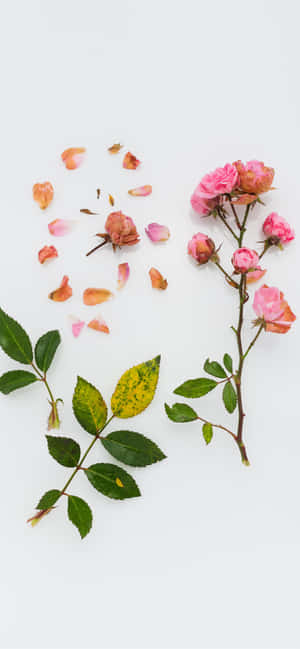 粉紅玫瑰和散落的花瓣，配上綠葉，在白色背景上。 — 1284x2778 壁紙