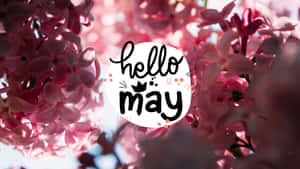粉紅色丁香花配上 'hello may' 文字圖形，慶祝春天。 — 五月 壁紙