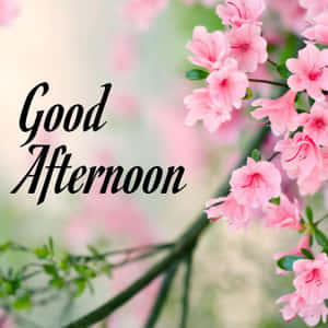 粉紅色杜鵑花與綠色莖幹，以及優雅手寫的「Good Afternoon」文字。 — 春天花朵 壁紙