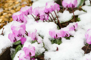 粉紅色的仙客來花在冬季輕雪覆蓋下綻放。 — 仙客來 壁紙