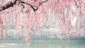 春天，粉紅色的櫻花懸掛在平靜的湖面上。 — 櫻島麻衣 壁紙