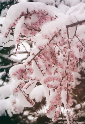 樹枝上被雪覆蓋的粉紅色櫻花 — iPad Pro 11 壁紙