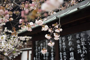 粉紅色的櫻花在刻有石碑的日本神社前盛開。 — 櫻花 壁紙