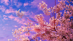 粉紅色的櫻花在紫色的暮色天空中綻放。 — 日本櫻花 壁紙