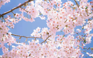 粉紅色的櫻花在枝頭上，襯托著清澈的藍天。 — 2560x1600 壁紙