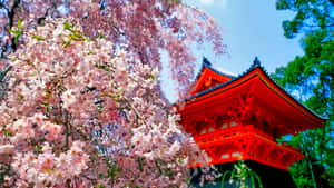 粉紅色的櫻花襯托著藍天下的紅色日本寺廟。 — 日式 壁紙