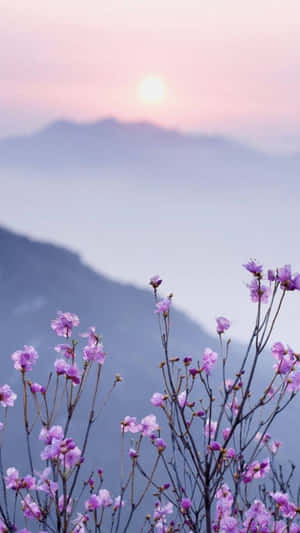 粉紅色的櫻花在朦朧的山巒前於日出時綻放。 — 花朵美學動態圖 壁紙