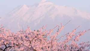 積雪山峰前的粉紅色櫻花 — 庫洛魔法使 壁紙