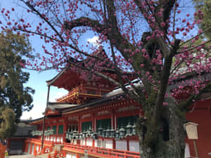 粉紅色的櫻花襯托著一座掛有燈籠的紅色日本神社，背景是藍天。 — 魔法森林 壁紙