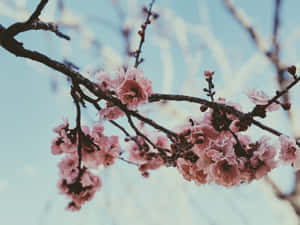 藍天下樹枝上的粉紅色櫻花 — 櫻花 壁紙