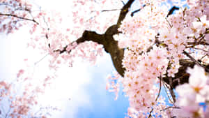 藍天白雲背景下樹枝上的粉紅色櫻花。 — 春野櫻 壁紙