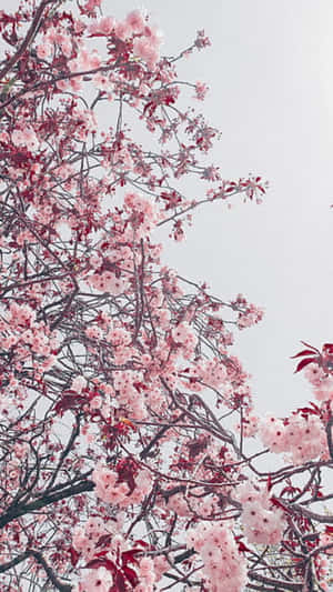 櫻花在樹枝上，背景是蒼白的天空 — 可愛又粉嫩 壁紙