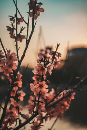 日落時分樹枝上的粉紅色櫻花，背景是模糊的城市。 — 花朵美學動態圖 壁紙