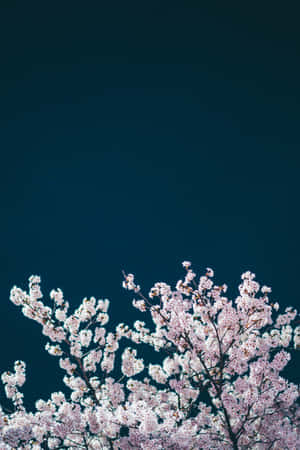 粉紅色的櫻花在深藍綠色的天空下盛開。 — Huawei MatePad Pro Max 壁紙