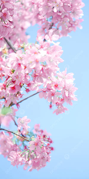 粉紅色的櫻花在春天的藍天下綻放。 — 春天花朵 壁紙
