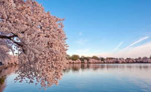 日落時分，粉紅色的櫻花垂掛在寧靜的湖面上。 — 湖泊 壁紙