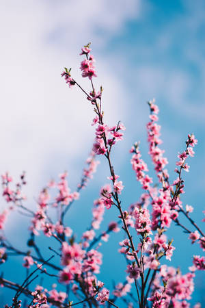 粉紅色的櫻花枝條映襯著藍天白雲。 — 春天花朵 壁紙