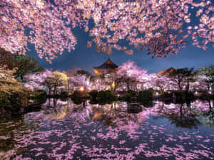 粉紅色的櫻花漂浮在倒映著傳統日本亭閣的水面上，夜色中。 — 春野櫻 壁紙