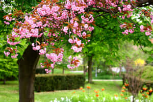 粉紅色的櫻花懸掛在公園的樹枝上。 — MacBook Pro M2 壁紙