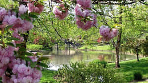 粉紅色的櫻花垂掛在一個陽光明媚的日子裡，綠色公園中平靜的池塘上方。 — 春天花朵 壁紙