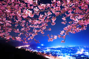 粉紅色的櫻花在夜晚閃耀的城市上方拱起。 — MacBook Air 壁紙