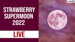 紫色天空中的粉紅色超級月亮，帶有宣佈 Strawberry Supermoon 2022 Live 的文字 — 美麗的滿月 壁紙