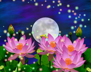 粉紅色的蓮花在滿月下發光，球體漂浮在深藍色的天空中。 — 夜晚 壁紙