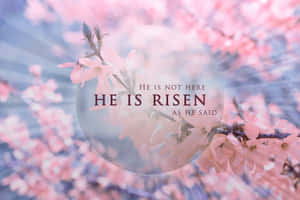 粉紅色的花朵搭配耀眼的光束和宣告『He is risen』的文字，呈現寧靜的春日景象。 — MacBook Air 壁紙