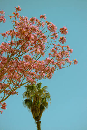 粉紅色開花的樹和棕櫚樹在晴朗的藍天下。 — 自然 iPhone 壁紙