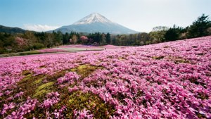在清澈的藍天下，遠處有富士山的粉紅色杜鵑花田。 — 日式自然壁紙