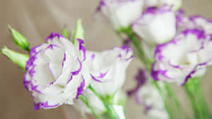 柔和焦點花束中的紫色邊緣白色花朵 — 桌面 壁紙