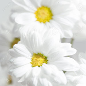 白色雛菊，黃色花蕊，柔焦 — 花 壁紙