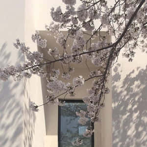 櫻花枝條在白色建築前盛開，投下柔和的陰影。 — 東京喰種風格 壁紙