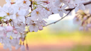 櫻花在樹枝上的特寫，背景色彩柔和。 — 花朵 壁紙