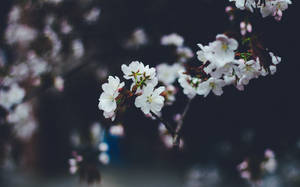 特寫白色櫻花在樹枝上，背景是黑暗模糊的。 — 暗色花卉 壁紙