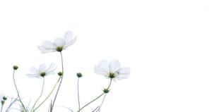 白色波斯菊，綠色莖稈，白色背景。 — 春天 壁紙