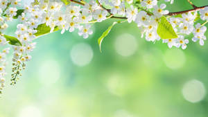 樹枝上的白色春花，綠葉和模糊背景。 — 白色百合花 壁紙