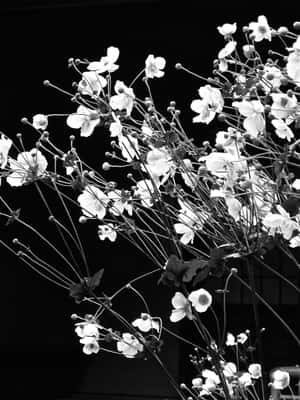 精緻的白色花朵和花蕾在纖細的莖上，襯托著黑色背景。 — 唯美花卉 壁紙