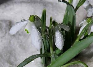 白色雪花蓮花朵帶著露珠穿過融雪生長。 — 冬季風景 壁紙