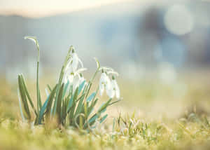 在柔和陽光下，綠草中綻放的白色雪花蓮花朵。 — 春天 壁紙