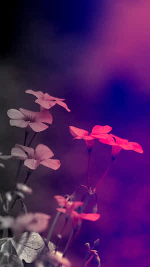 在紫色和藍色漸變背景中閃耀的粉紅色花朵 — 海灘日落 壁紙