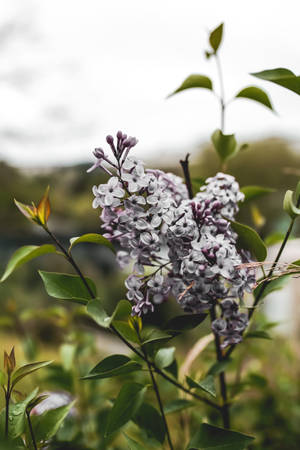 花園中帶綠葉的丁香花特寫。 — 花朵 壁紙