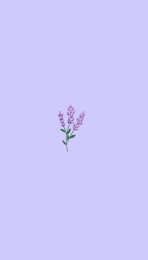 淺紫色背景上的一朵小薰衣草花朵插圖。 — 背景 壁紙