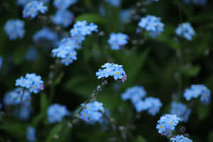 藍色勿忘我花朵在綠色花園中輕輕搖曳。 — 淺藍色 壁紙