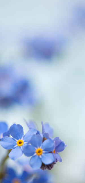 藍色勿忘我花，黃色花心，柔焦效果。 — Galaxy A36 壁紙