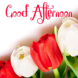 紅色和白色的鬱金香與「Good Afternoon」文字 — 春天花朵 壁紙