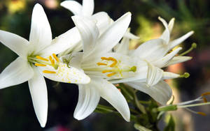 在柔和焦點的花園環境中，帶有黃色雄蕊的白百合 — 白色百合花 壁紙